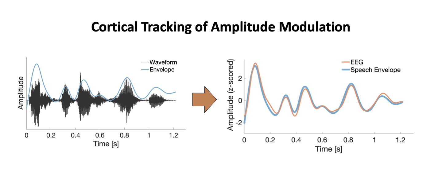 Cortical tracking of amplitude modulation